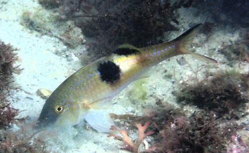 Parupeneus pleurostigma observed 2026-10-19