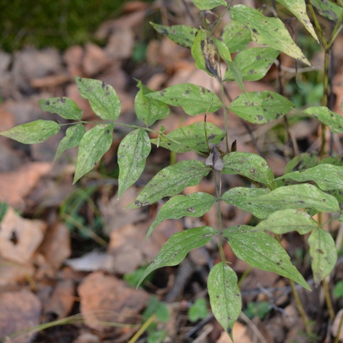 Lathyrus vernus, 2026-10-27