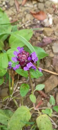 Prunella, 2026-10-27