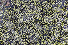 Rhizocarpon eupetraeoides