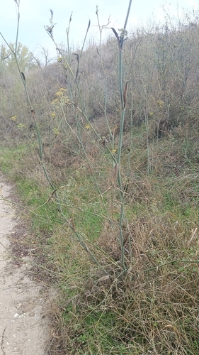 Foeniculum vulgare observed 2026-10-27