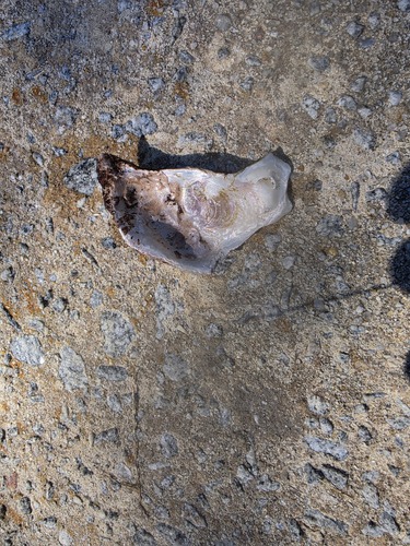 Crassostrea virginica observed 2026-10-26