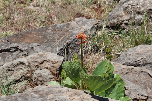 Erythrina observed 2026-10-27