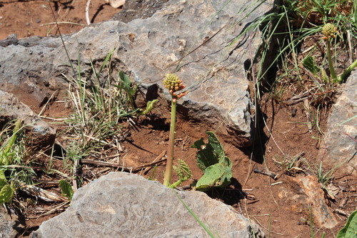 Erythrina observed 2026-10-27