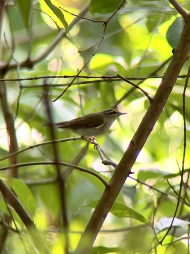 Phylloscopus borealis observed 2026-10-25