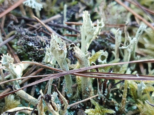 Cladonia observed 2026-10-27