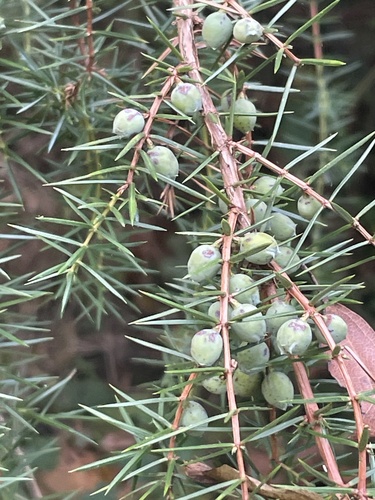 Juniperus communis observed 2026-10-27