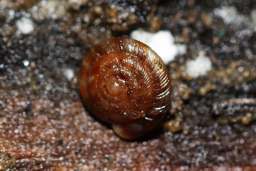 Discus rotundatus observed 2026-10-26