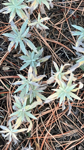 Artemisia ludoviciana, 2026-10-26