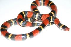 Lampropeltis elapsoides