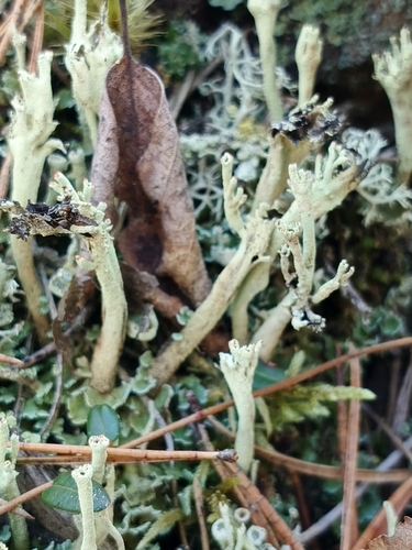 Cladonia observed 2026-10-27