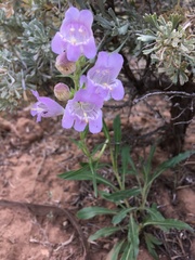 Penstemon jamesii