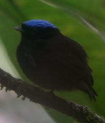 Lepidothrix velutina