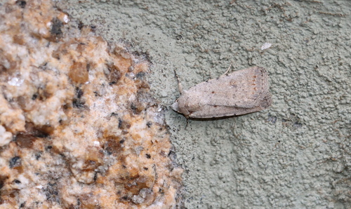 Avicula observed 2026-10-27