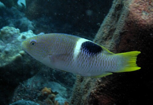 Bodianus perditio observed 2026-10-19