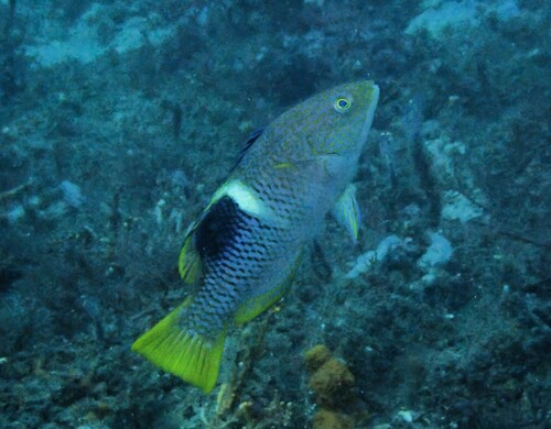 Bodianus perditio observed 2026-10-19
