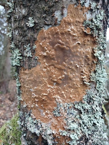 Fomitiporia punctata observed 2026-10-27