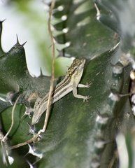 Anolis litoralis