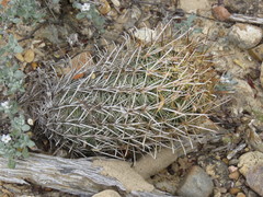 Ancistrocactus scheeri