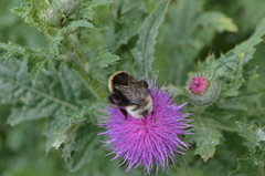 Bombus bohemicus