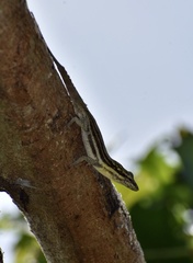 Anolis litoralis