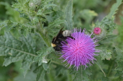 Bombus bohemicus