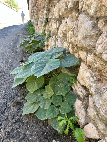 Paulownia observed 2026-10-27