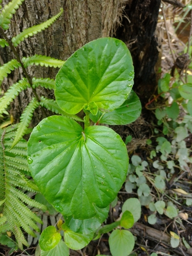 Begonia observed 2026-10-26