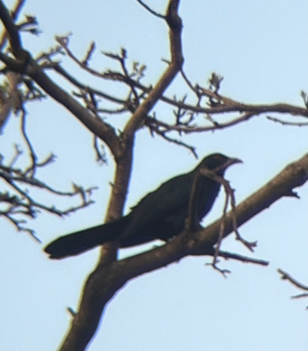 Eudynamys scolopaceus observed 2026-10-27