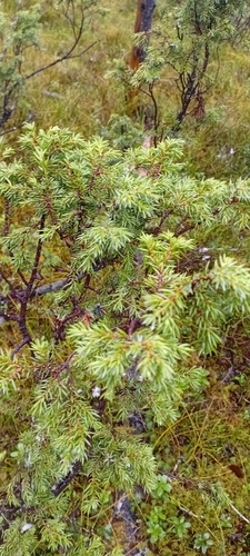 Juniperus communis observed 2026-10-27