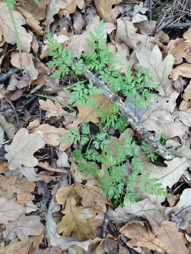 Anthriscus sylvestris observed 2026-10-27