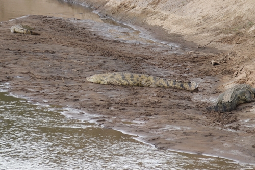 Crocodylus observed 2026-10-26