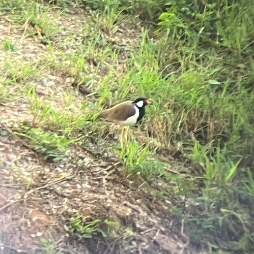 Vanellus indicus observed 2026-10-27
