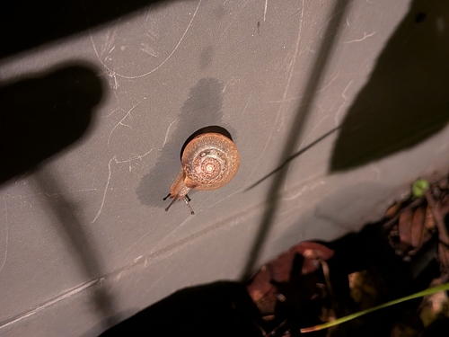 Bradybaena similaris observed 2026-10-27