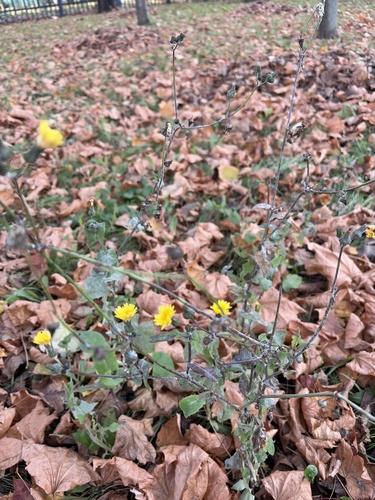 Sonchus oleraceus observed 2026-10-27
