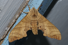 Marumba dyras