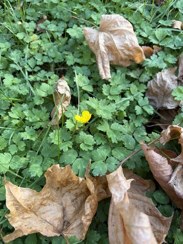 Ranunculus observed 2026-10-27