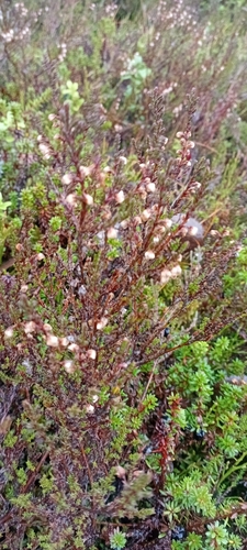 Calluna vulgaris observed 2026-10-27