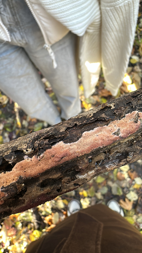 Ceriporia purpurea observed 2026-10-27
