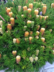 Banksia spinulosa