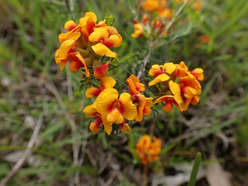 Dillwynia, 2026-10-27
