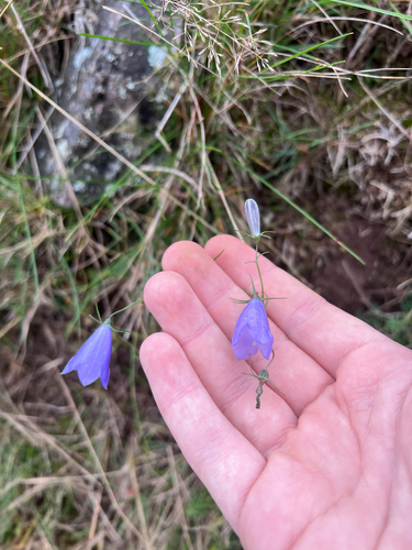 Campanula rotundifolia observed 2026-10-27