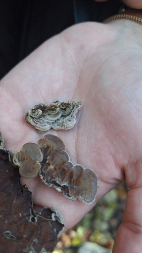 Auricularia mesenterica observed 2026-10-27