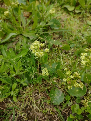 Hydrocotyle bonariensis observed 2026-10-26