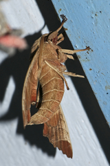 Marumba dyras