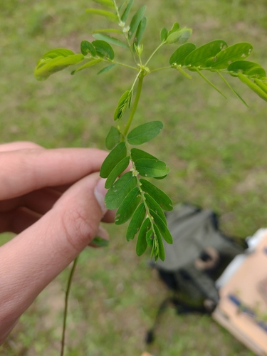 Phyllanthus niruri observed 2026-10-26