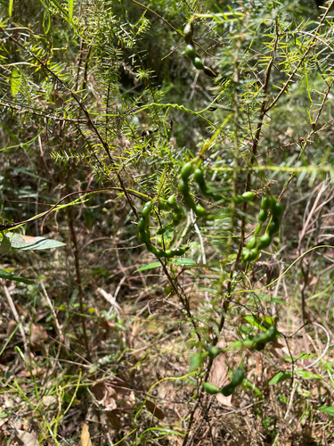 Acacia ulicifolia observed 2026-10-27