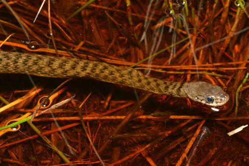 Tropidonophis observed 2026-10-27