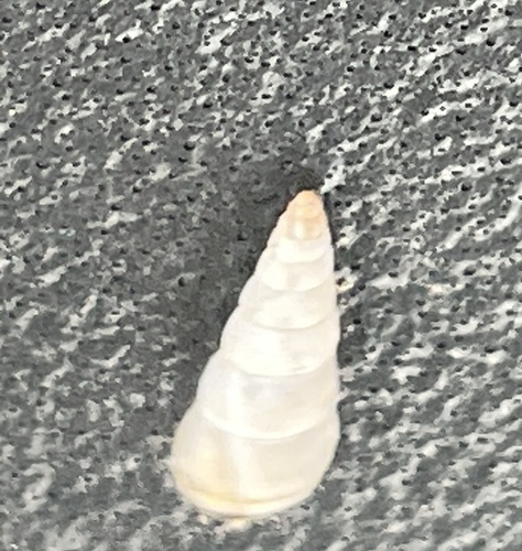 Cochlicella acuta observed 2026-10-27