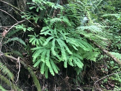 Adiantum aleuticum aleuticum